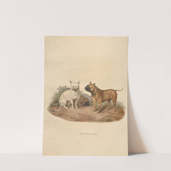 The Bull Dog (1800) by Sydenham Edwards