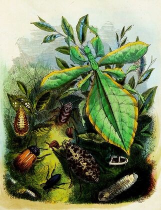 The Butterfly Vivarium or Insect home Pl 6