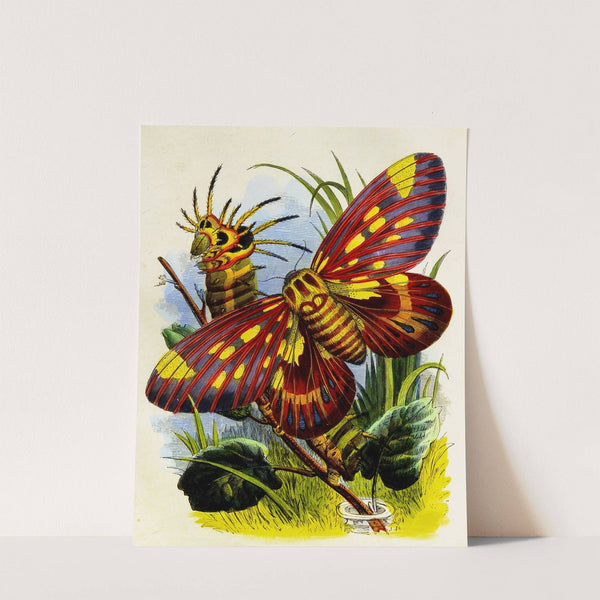 The Butterfly Vivarium or Insect home Pl 7 by Henry Noel Humphreys