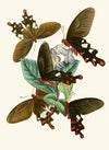 The cabinet of oriental entomology Pl I