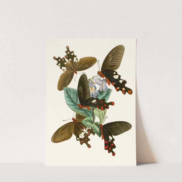 The cabinet of oriental entomology Pl I by John Obadiah Westwood