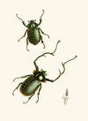 The cabinet of oriental entomology Pl II