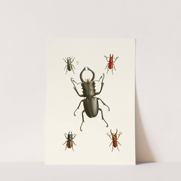 The cabinet of oriental entomology Pl IX by John Obadiah Westwood