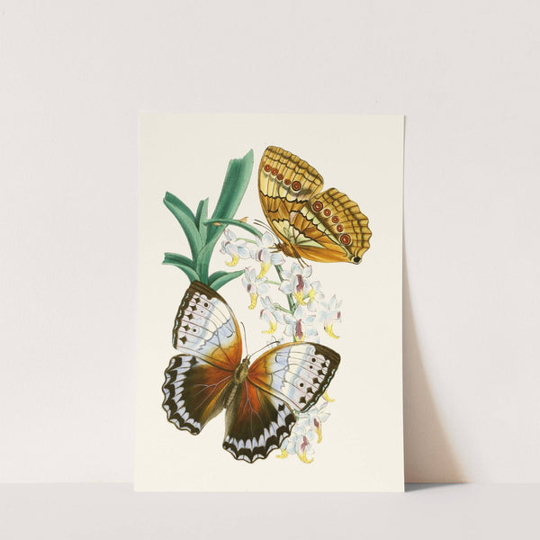 The cabinet of oriental entomology Pl V by John Obadiah Westwood