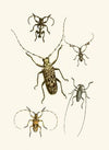 The cabinet of oriental entomology Pl VI