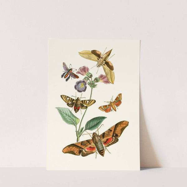 The cabinet of oriental entomology Pl VII by John Obadiah Westwood