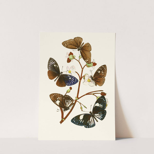 The cabinet of oriental entomology Pl X (1848) by John Obadiah Westwood