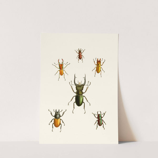 The cabinet of oriental entomology Pl XI (1848) by John Obadiah Westwood