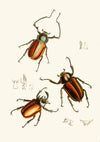 The cabinet of oriental entomology Pl XIV (1848)
