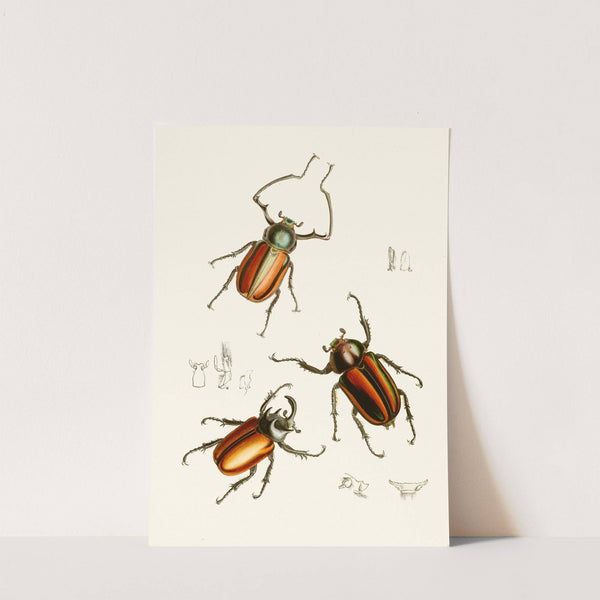 The cabinet of oriental entomology Pl XIV (1848) by John Obadiah Westwood