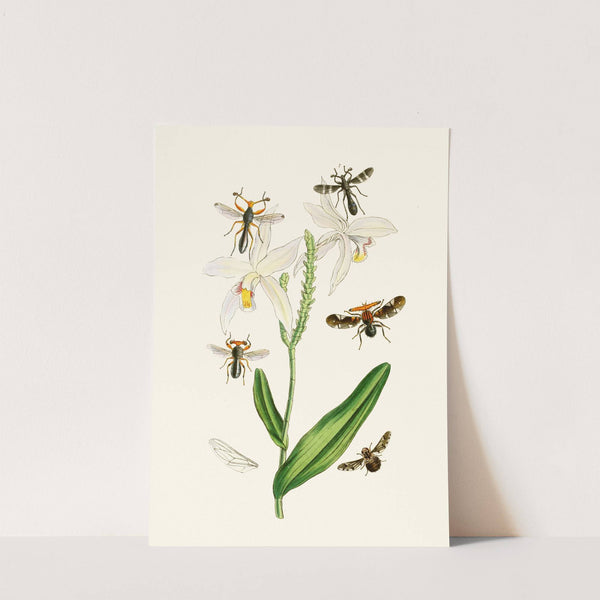 The cabinet of oriental entomology Pl XIX (1848) by John Obadiah Westwood