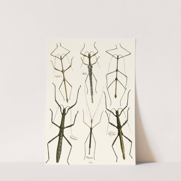 The cabinet of oriental entomology Pl XL (1848) by John Obadiah Westwood