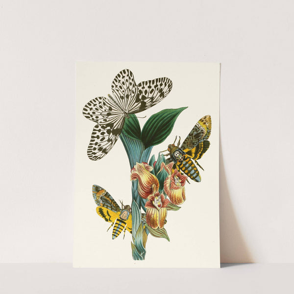 The cabinet of oriental entomology Pl XLI (1848) by John Obadiah Westwood