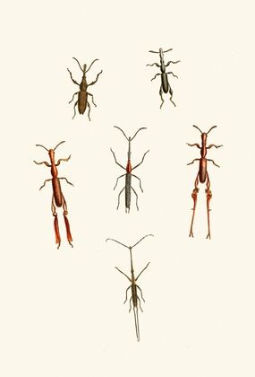 The cabinet of oriental entomology Pl XVI (1848)