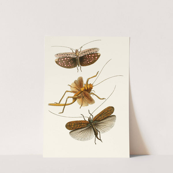 The cabinet of oriental entomology Pl XVII (1848) by John Obadiah Westwood