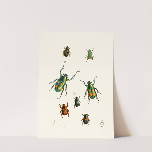 The cabinet of oriental entomology Pl XVIII (1848) by John Obadiah Westwood