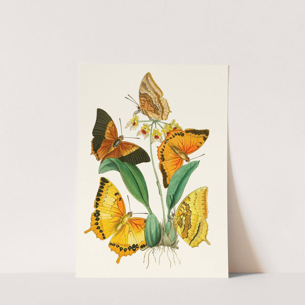 The cabinet of oriental entomology Pl XXII (1848) by John Obadiah Westwood