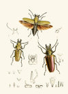 The cabinet of oriental entomology Pl XXIV (1848)
