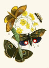 The cabinet of oriental entomology Pl XXIX