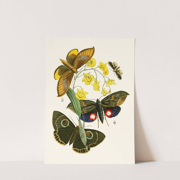 The cabinet of oriental entomology Pl XXIX (1848) by John Obadiah Westwood