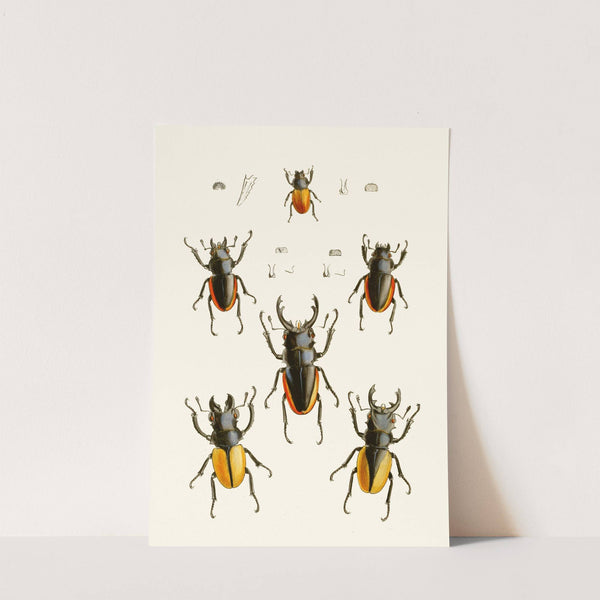 The cabinet of oriental entomology Pl XXVII by John Obadiah Westwood