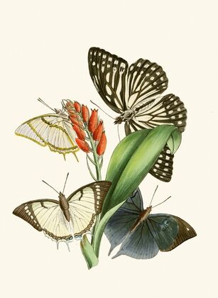 The cabinet of oriental entomology Pl XXVIII