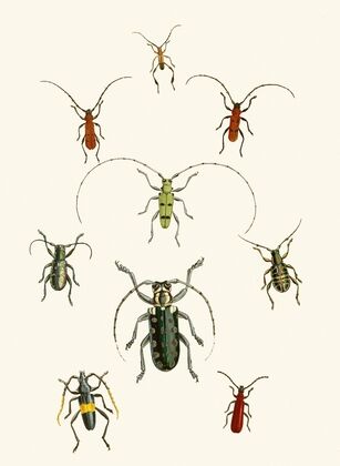 The cabinet of oriental entomology Pl XXX