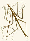 The cabinet of oriental entomology Pl XXXIII