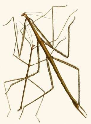 The cabinet of oriental entomology Pl XXXIII