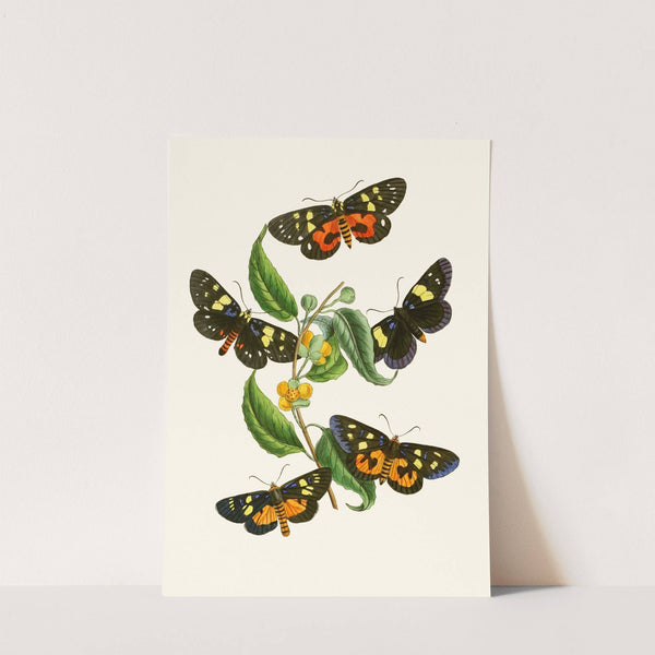 The cabinet of oriental entomology Pl XXXIV by John Obadiah Westwood