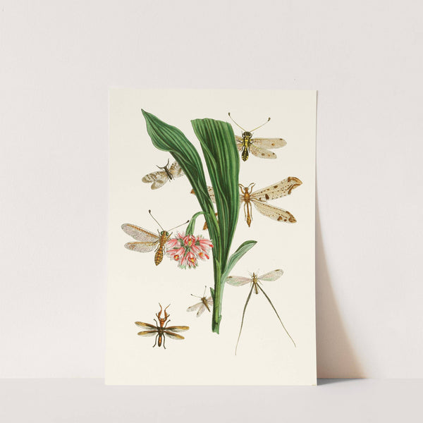 The cabinet of oriental entomology Pl XXXV by John Obadiah Westwood