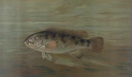 The California Redfish or Fat-head, Pimelometopon pulcher.