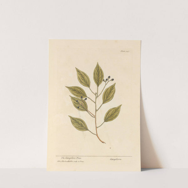 The camphire tree by Elizabeth Blackwell