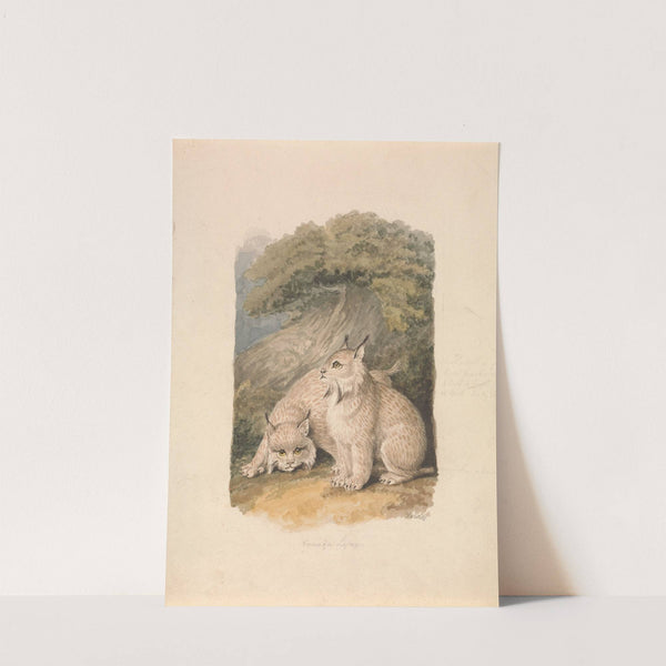 The Canada Lynx from the Life by Samuel Howitt