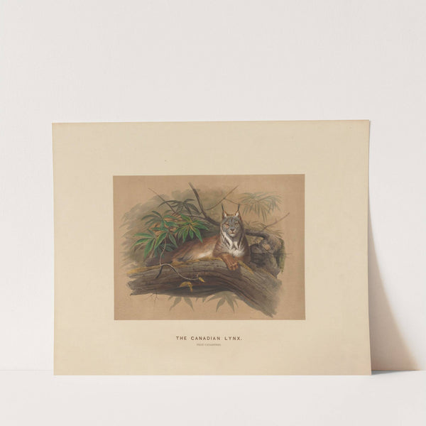 The Canadian Lynx by Joseph Wolf