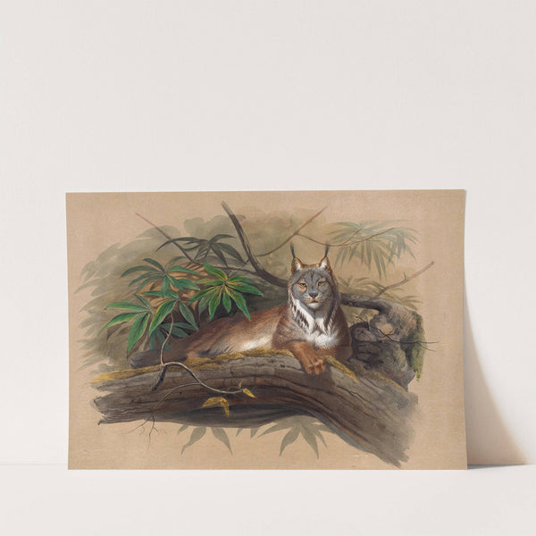 The Canadian Lynx by Joseph Wolf