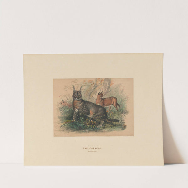 The Caracal by Joseph Wolf