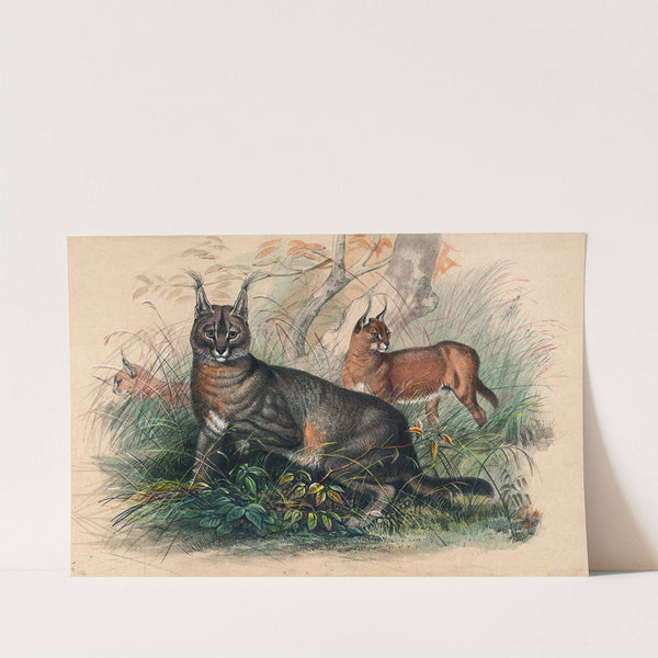 The Caracal by Joseph Wolf