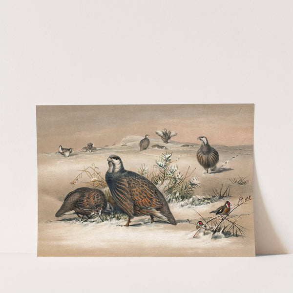 The Caspian Snow-Partridge by Joseph Wolf