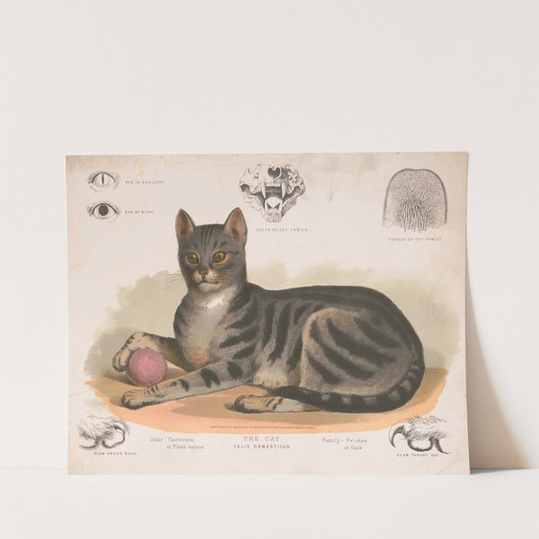 The cat – Felis domesticus (1872) by Louis Prang & Co.