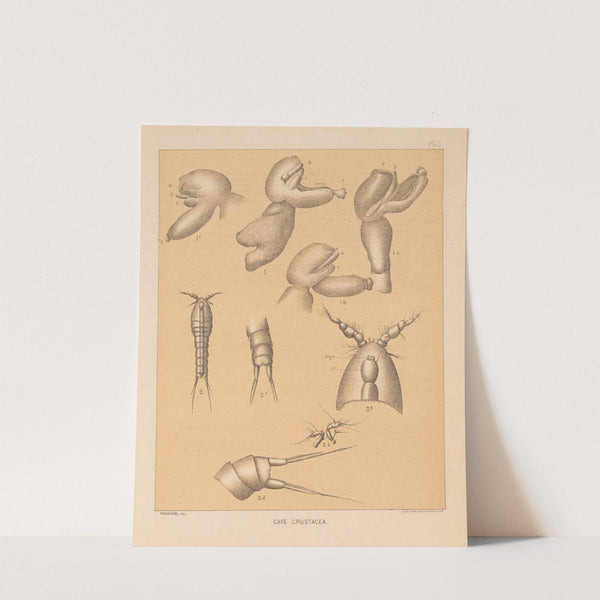 The cave fauna of North America Pl 01 by Alpheus Spring Packard