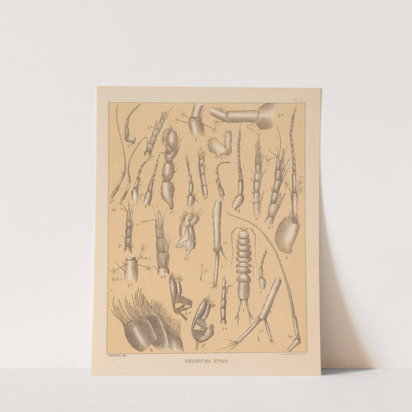 The cave fauna of North America Pl 03 by Alpheus Spring Packard