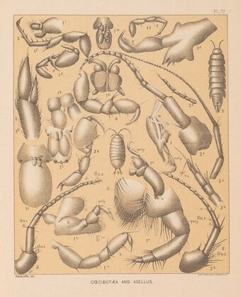 The cave fauna of North America Pl 04 — size preview