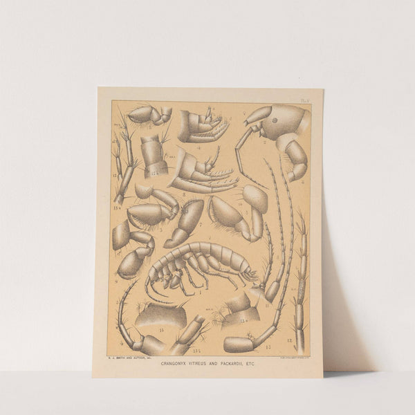 The cave fauna of North America Pl 05 by Alpheus Spring Packard