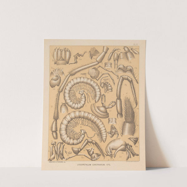 The cave fauna of North America Pl 06 by Alpheus Spring Packard