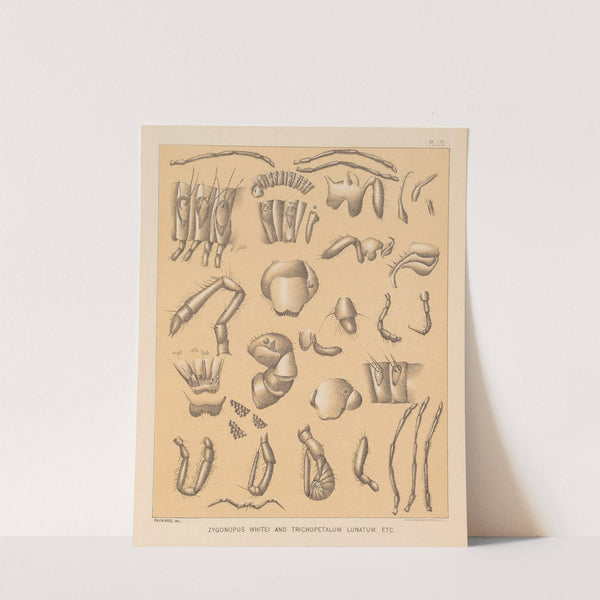 The cave fauna of North America Pl 07 by Alpheus Spring Packard