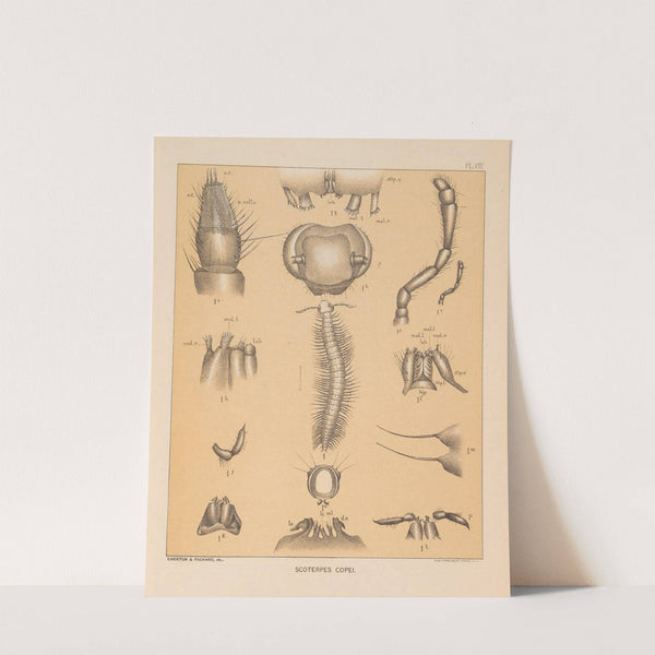 The cave fauna of North America Pl 08 by Alpheus Spring Packard