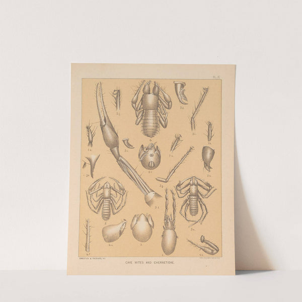 The cave fauna of North America Pl 11 by Alpheus Spring Packard