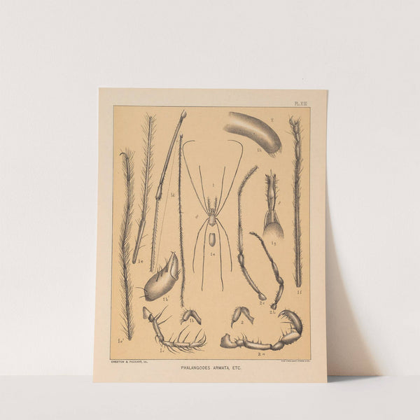 The cave fauna of North America Pl 13 by Alpheus Spring Packard