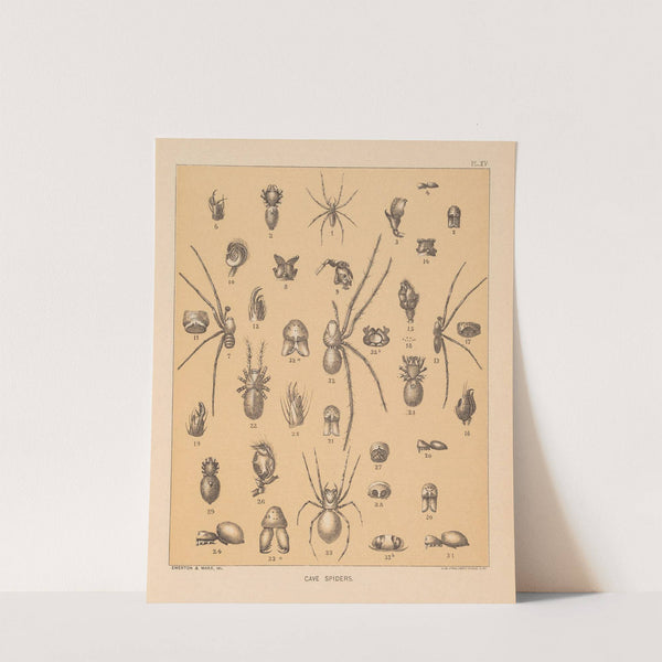 The cave fauna of North America Pl 15 by Alpheus Spring Packard